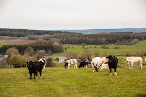 Paysage de campagne